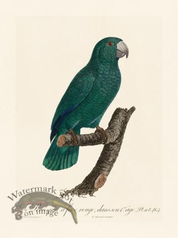 Barraband Parrot 108b